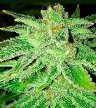 Strawberry OG > The Cali Connection | Feminized Marijuana   |  hybrid