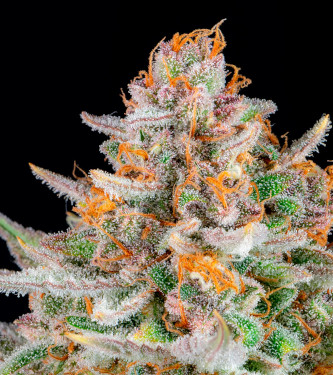 Auto Strawberry Pie > Original Sensible Seeds | Autoflowering Hanfsamen  |  Indica