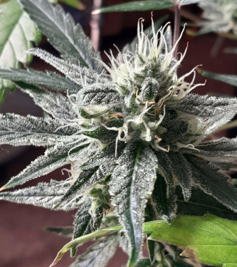 Auto Strawberry Pie > Original Sensible Seeds | Autoflowering Cannabis   |  Indica
