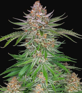 Auto Strawberry Pie > Original Sensible Seeds | Autoflowering Hanfsamen  |  Indica