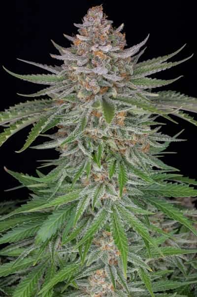 Strawberry Pie Auto > Fast Buds Company | Semillas de marihuana autoflorecientes  |  Índica