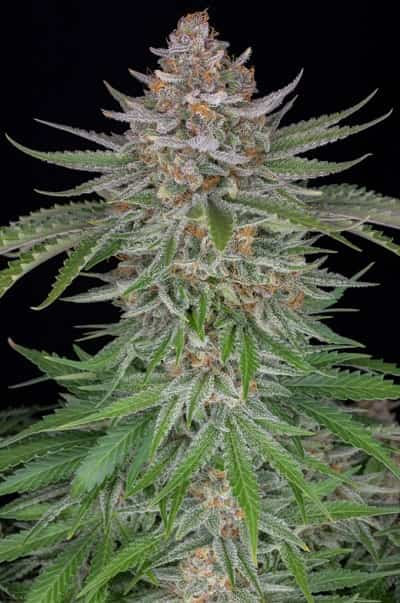 Strawberry Pie Auto > Fast Buds Company | Semillas autoflorecientes  |  Índica