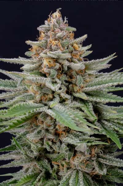 Strawberry Pie Auto > Fast Buds Company | Autoflowering Hanfsamen  |  Indica