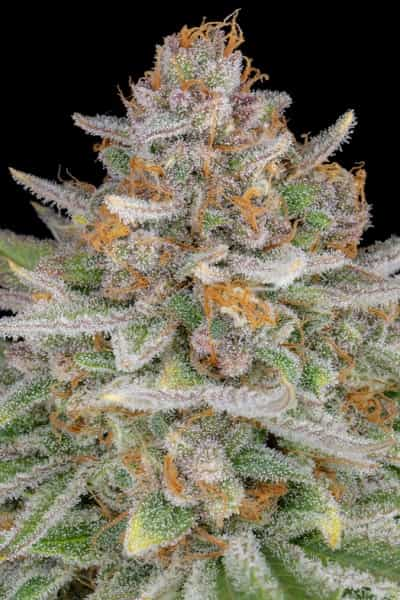 Strawberry Pie Auto > Fast Buds Company | Autoflowering Hanfsamen  |  Indica