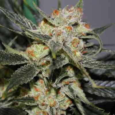 Strawberry Shortcake graines > Dark Horse Genetics | Graines Normal  |  Sativa