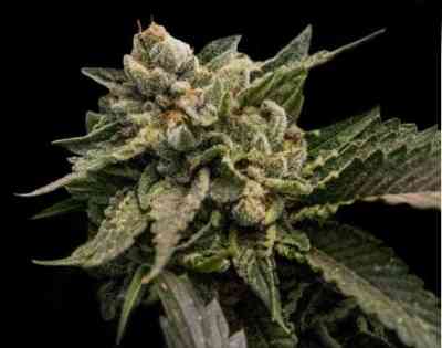 Strawberry Sorbet Seed > DNA Genetics | Feminized Marijuana   |  Indica