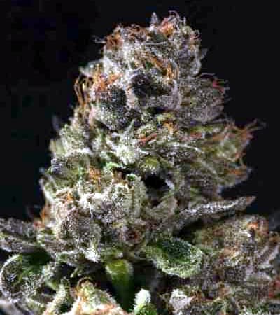 Strawberry Sour Diesel > The Devil\'s Harvest Seed Company | Feminisierte Hanfsamen  |  Sativa