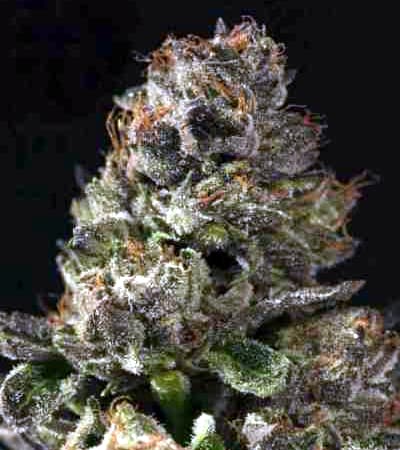 Strawberry Sour Diesel > The Devil's Harvest Seed Company