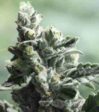 Strawberry Sour Diesel > The Devil\'s Harvest Seed Company | Semillas feminizadas  |  Sativa