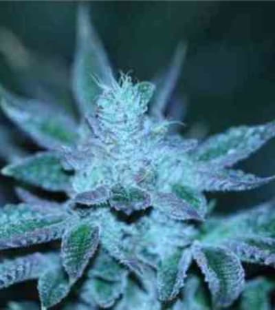 Strawberry Sour Diesel > The Devil\'s Harvest Seed Company