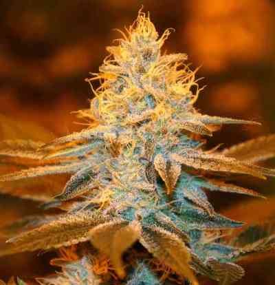 Strawberry Glue Seed > TH Seeds | Feminized Marijuana   |  hybrid