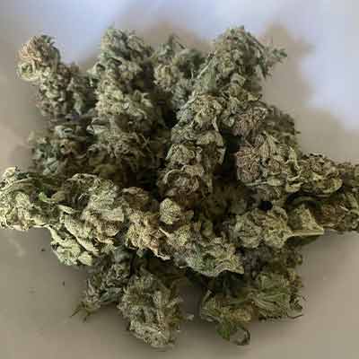 Strawnana > Tramuntana Seeds | Feminisierte Hanfsamen  |  Indica