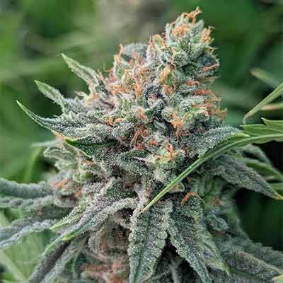 Strawnana > Tramuntana Seeds | Feminisierte Hanfsamen  |  Indica