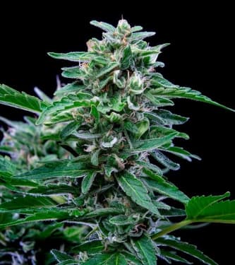 Stress Killer Automatic > Royal Queen Seeds | Graines Autofloraison  |  Sativa