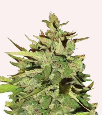 Stress Killer Automatic > Royal Queen Seeds | Semillas autoflorecientes  |  Sativa