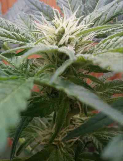 Stress Killer Automatic > Royal Queen Seeds | Semillas autoflorecientes  |  Sativa