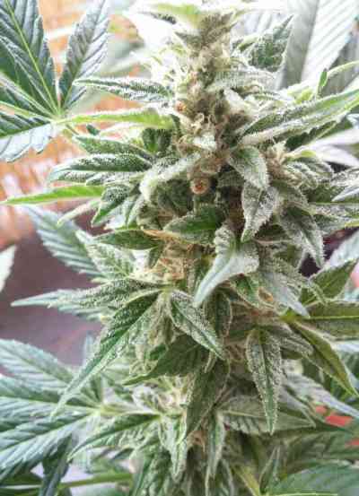 Stress Killer Automatic > Royal Queen Seeds | Graines Autofloraison  |  Sativa