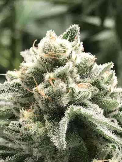 Sublimator > R-Kiem Seeds | Feminized Marijuana   |  hybrid