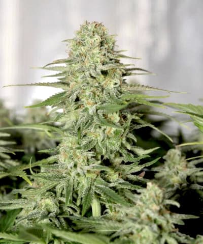Sugar Black Rose Auto > Delicious Seeds | Semillas de marihuana autoflorecientes  |  Índica