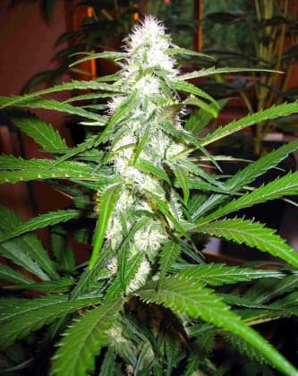 Sugar Black Rose Auto > Delicious Seeds | Graines Autofloraison  |  Indica