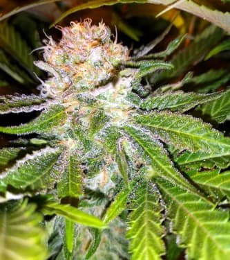 Sugar Black Rose Auto > Delicious Seeds | Autoflowering Cannabis   |  Indica