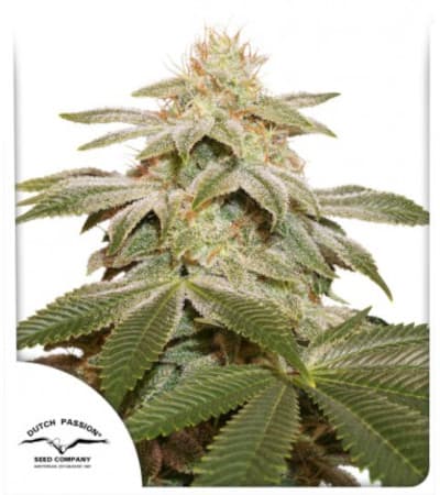 Sugar Bomb Punch > Dutch Passion | Feminisierte Hanfsamen  |  Indica