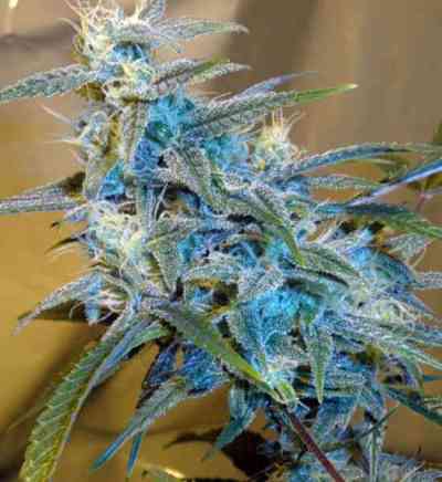 Sugar Loaf > Cannabiogen | Feminized Marijuana   |  hybrid