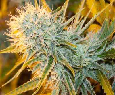 Sugar Loaf > Cannabiogen | Feminisierte Hanfsamen  |  Hybrid