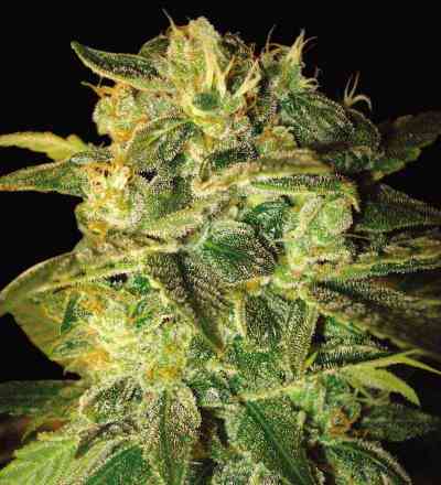 Sugar Mango Ryder > World of Seeds | Semillas autoflorecientes  |  Índica