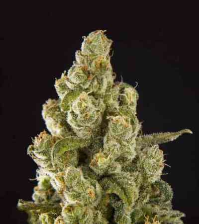 Sugarpop > Philosopher Seeds | Feminized Marijuana   |  hybrid