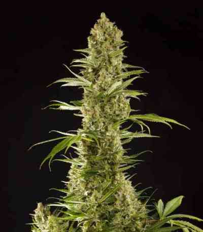 Ripper Mix > Philosopher Seeds | Feminisierte Hanfsamen  |  Sativa