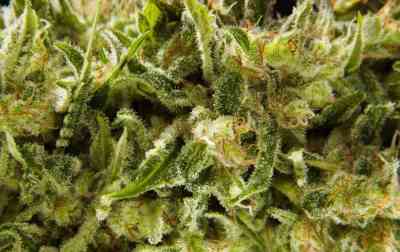 Sugarpop > Philosopher Seeds | Feminized Marijuana   |  hybrid