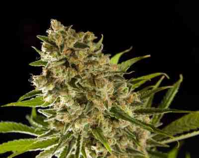 Sugarpop > Philosopher Seeds | Feminized Marijuana   |  hybrid