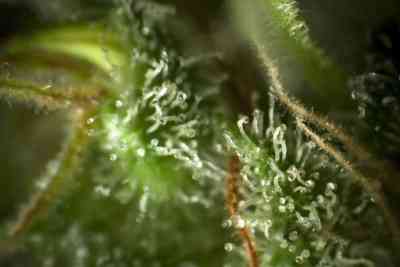 Sugarpop > Philosopher Seeds | Feminized Marijuana   |  hybrid