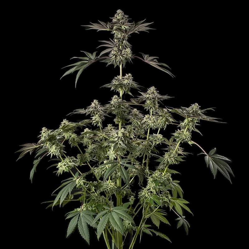 Sugar Rock graines > Silent Seeds x Cookies | Graines Féminisées  |  Hybride