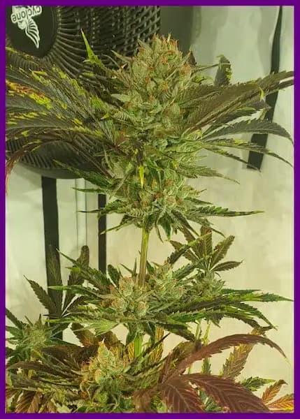 Sugar Tree > Zmoothiez | Feminisierte Hanfsamen  |  Indica