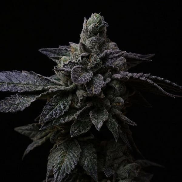 Suguz semilla > R-Kiem Seeds | Semillas Regulares  |  Híbrido