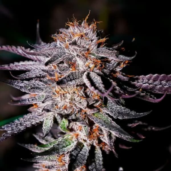 Summer Slammer Seed > Mamiko Seeds | Regular Cannabis   |  Hybrid