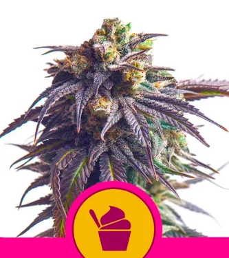 Sundae Driver > Royal Queen Seeds | Feminized Marijuana   |  hybrid