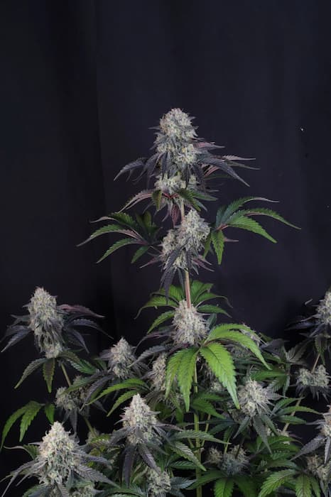 Sundae Frost Auto Seed > Fast Buds Company | Autoflowering Cannabis   |  Hybrid