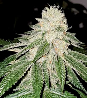 Sunlato > The Plug Seedbank | Semillas feminizadas  |  Sativa