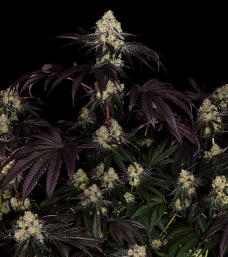 Sunset Paradise > Paradise Seeds | Graines Féminisées  |  Indica