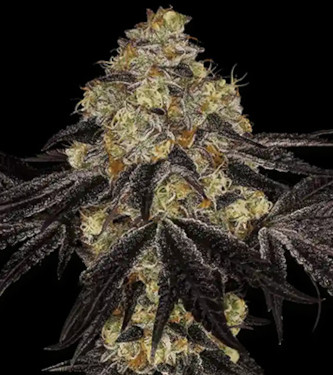 Sunset Paradise > Paradise Seeds | Feminisierte Hanfsamen  |  Indica