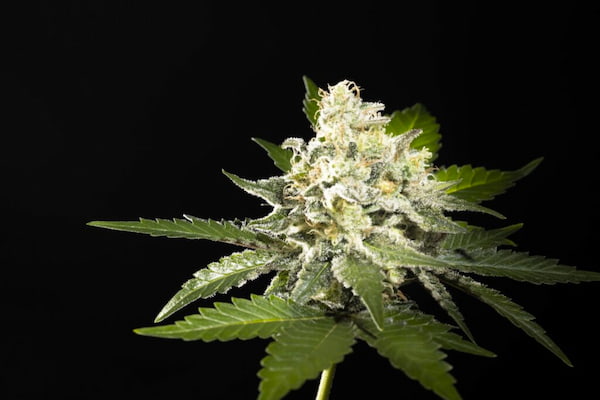 Sunset Sherbet Go Fast Seed > Kannabia Seeds | Feminized Cannabis   |  Indica