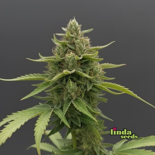 Sunset Sherbet Samen > Linda Seeds | Hanfsamen Empfehlungen  |  Günstige Hanfsamen
