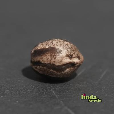 Sunset Sherbet Seed > Linda Seeds | Cannabis seeds recommendations  |  Cheap Cannabis