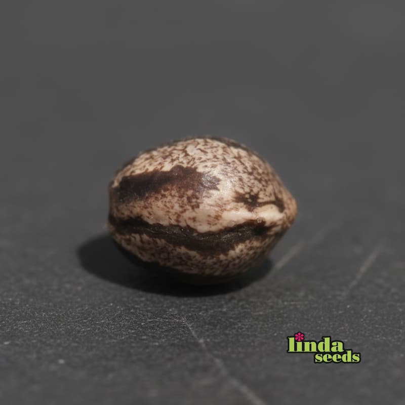 Sunset Sherbet Samen > Linda Seeds | Hanfsamen Empfehlungen  |  Günstige Hanfsamen
