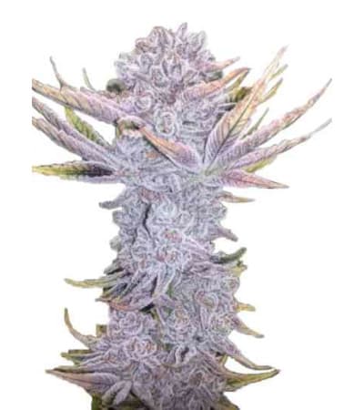 Sunset Sherbet > Linda Seeds | Recomendaciones para las semillas de cannabis  |  Semillas Baratas