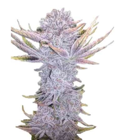 Sunset Sherbet > Linda Seeds | NUESTRAS RECOMENDACIONES DE SEMILLAS DE MARIHUANA  |  Semillas Baratas