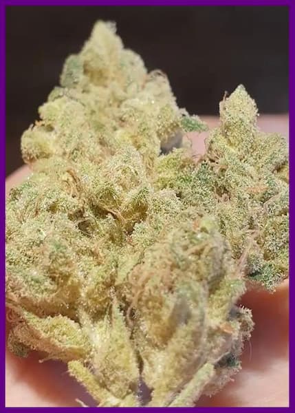 Supa Choopz > Zmoothiez | Feminisierte Hanfsamen  |  Indica